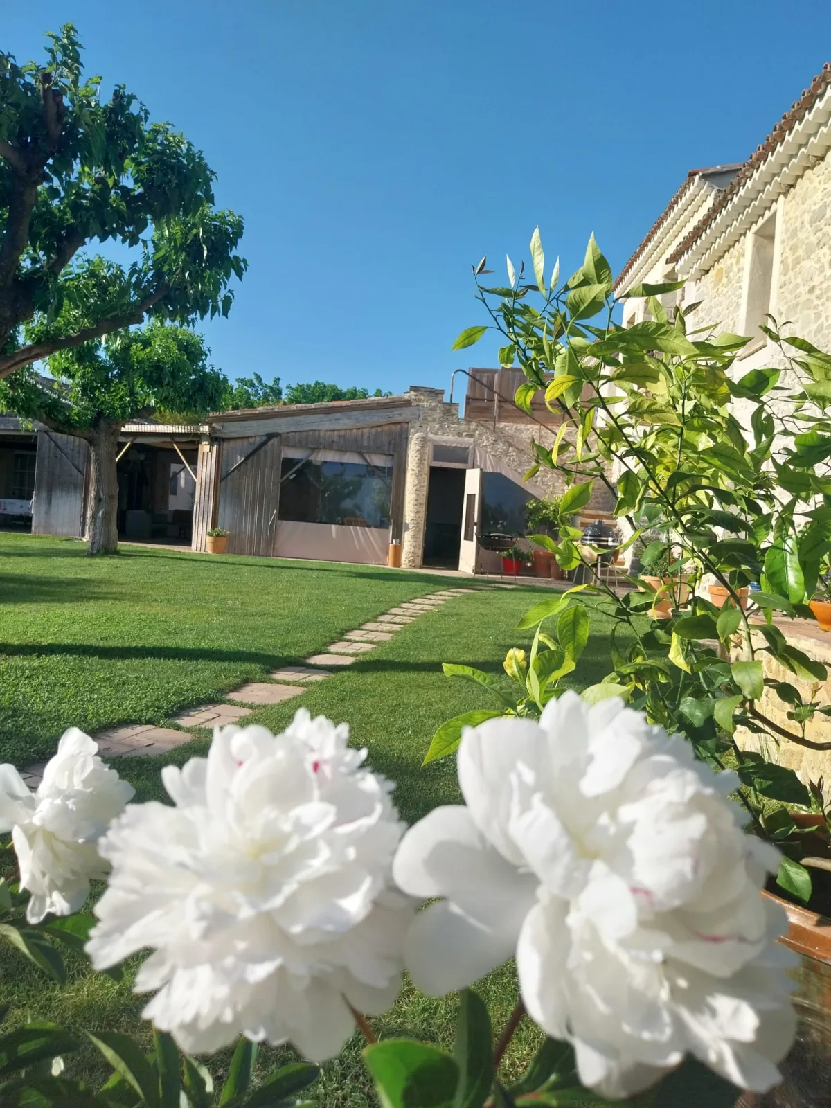 Les pivoines blanches et la terrasse côté jardin