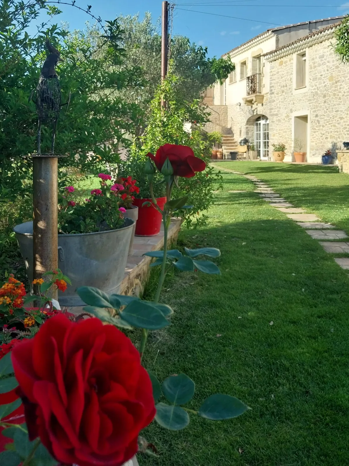 Les roses du jardin devant la façade en pierre