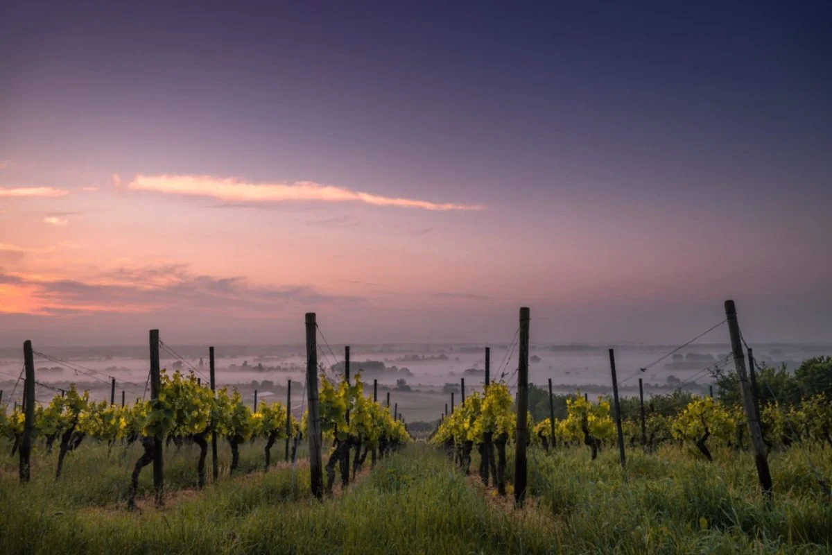 Vignes au soleil couchant, photographie d’illustration